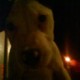 Mi cachorro
