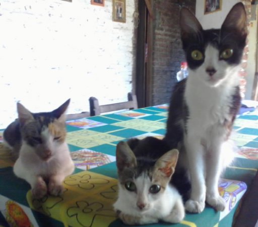 Foto