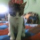 Mi gato