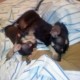 Mi perrita y su beby