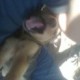 Mi mascota