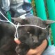 Mi gato Darkar xD