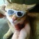 Gato