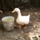 Mis patos ;)