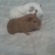 Mis cuyos