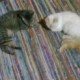 Mi gatito je