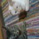 Lindo gatitooo je