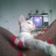 Mi gato junior