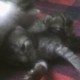 Mis gatos