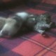 Gatitos