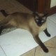 GATO SIAMES