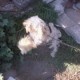 Mi mascota