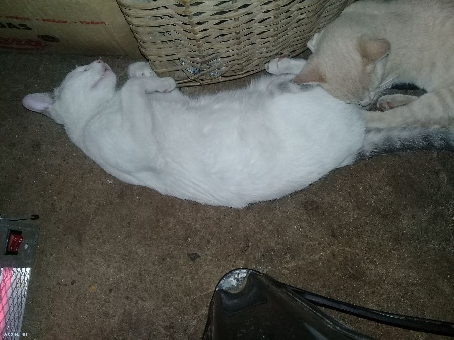 Foto