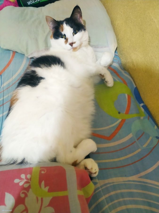Foto