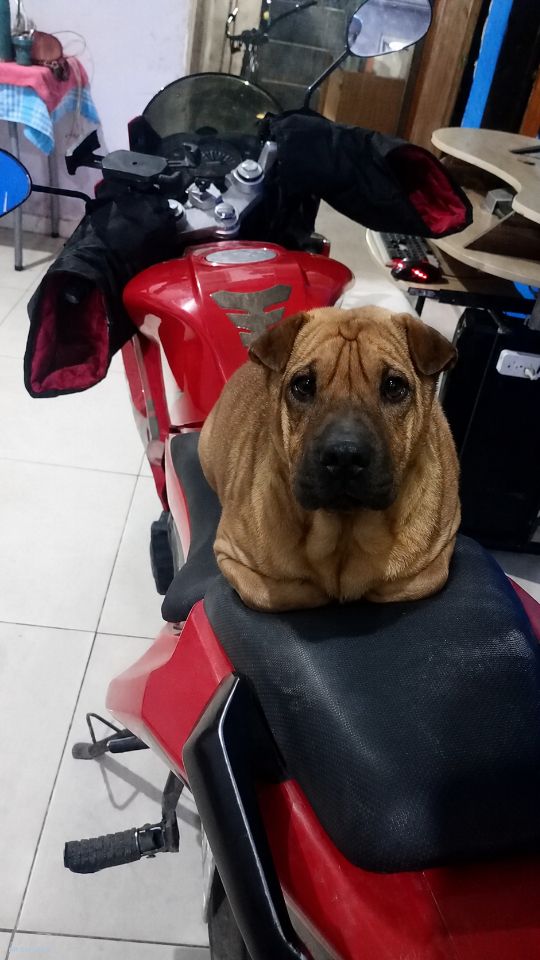Foto