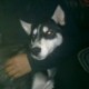 Atos_lobo siberiano