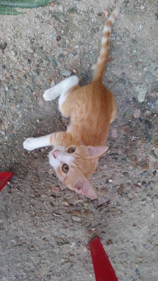 Foto